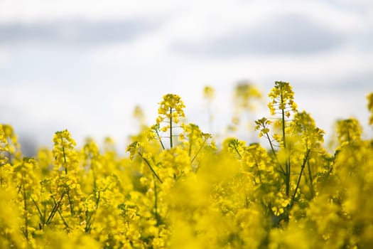 A closeup shot of blooming rapeseed flowers