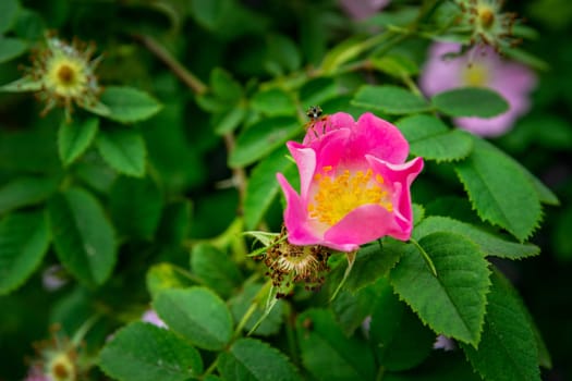 Pink rosehip flower among green leaves, spring day