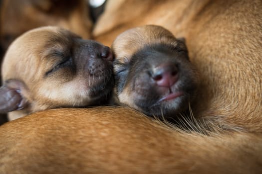 Two cute sleeping puppies in the arms of their parent