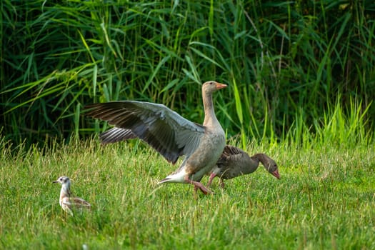 Greylag goose on the green grass, Stankow, Poland