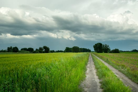 Rural road through green fields and cloudy sky, Nowiny, Lubelskie, Poland