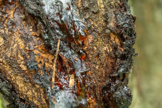 A drop of resin on a tree trunk, summer day