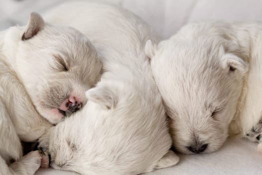 A closeup shot of cute white puppies sleeping while lying close to each other on a couch