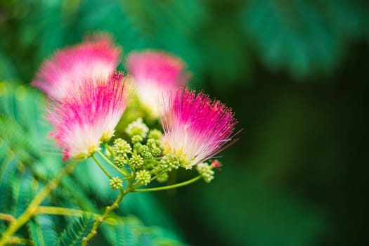 A selective focus shot of an albicia