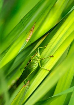 A vertical shot of a grasshopper on grass