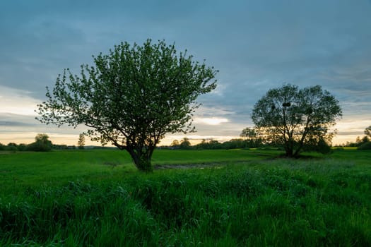 Spring green meadow with trees and evening clouds