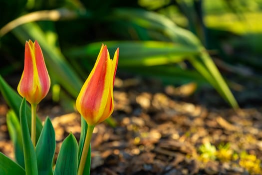 Yellow-red tulips in the sunny garden, spring view