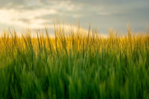 Cereal ears highlighted by the sun, spring evening