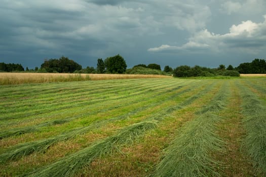 Mowed grass for the meadow and the cloudy sky, Nowiny, Lubelskie, Poland