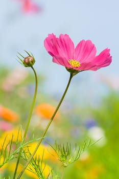 pink,cosmos,flower,bud,vertical,closeup,nature,plant,spring,summer,beauty,blossom,beautiful,background,fresh,bright,bloom,natural,color,garden,blooming,floral,colorful,macro,petal,close,pretty,flowers
