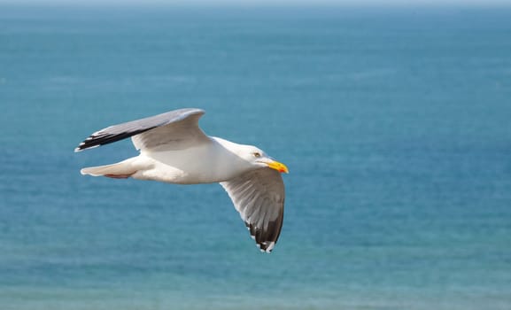 The closeup of a gull flying over the beautiful blue ocean