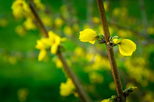 Yellow forsythia flowers on a twig, spring view