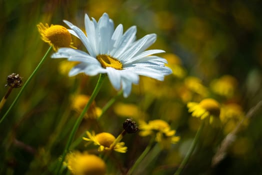 A closeup shot of a blooming daisy on a meadow