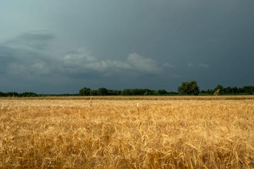Grain field and cloudy sky, Nowiny, Lubelskie, Poland