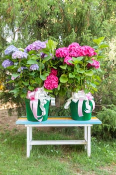 Ortensia flowers - Hydrangea - decoration garden. Romantic and delicate gift.