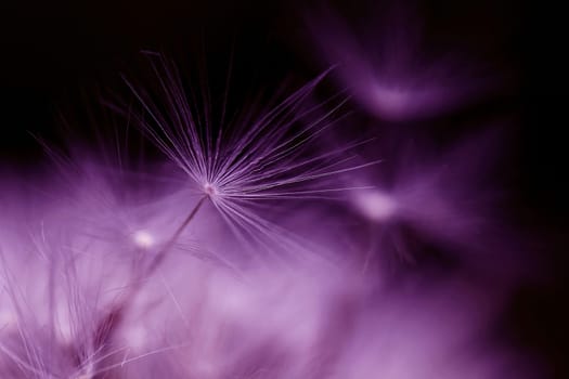 Close up of a faded dandelion in pink and purple