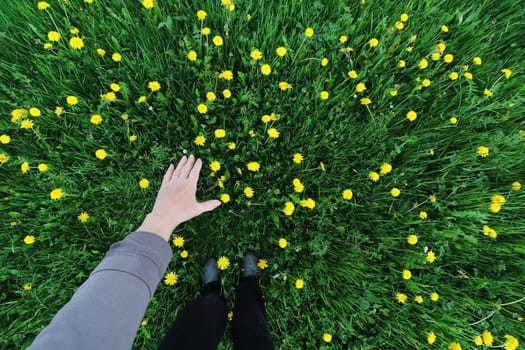 Wide angle shot of woman hand over dandelion flower