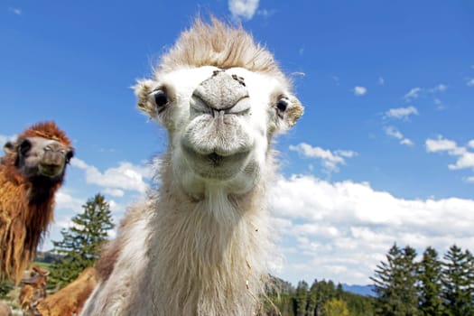 White angle shot of young white Bactrian camel (camel) with flies on nose