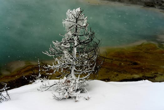 Ice crystals forming on small tree by Geothermal pool in winter Yellowstone National Park