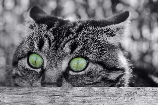 A funny surprised look from a cat