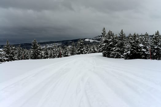Douglas Fir covered with snow in Yellowstone National Park