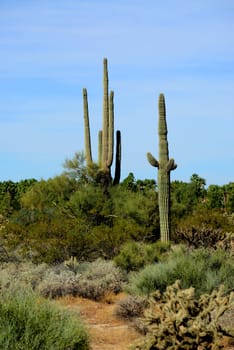 The Sonora desert in central Arizona USA with saguaro and cholla cactus