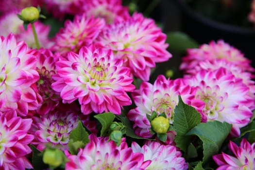Dahlia Flowers