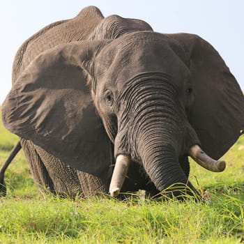 Elephants in Chobe Nationalpark. Botswana