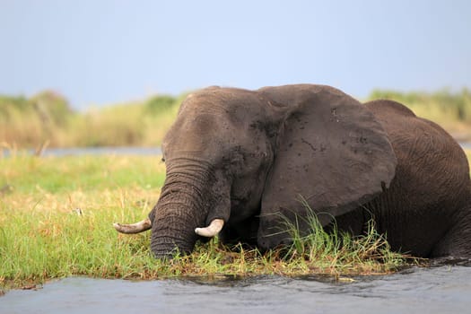 Elephants in Chobe Nationalpark. Botswana