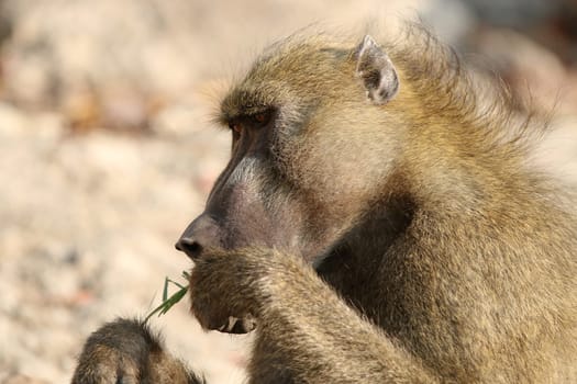 Savanna Baboon in Chobe National Park. Botswana