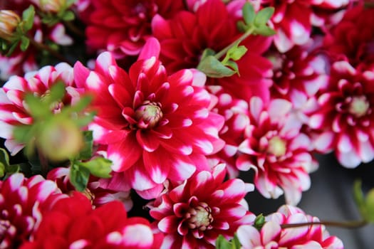 Dahlia Flowers