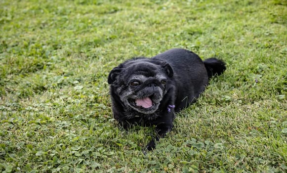 Black senior pug posing on green meadows.