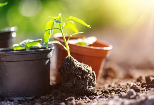 Close up of the young sprout of the pepper with roots in dirt. Concept of the agriculture and farming.