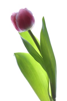 Tulip against white Background
