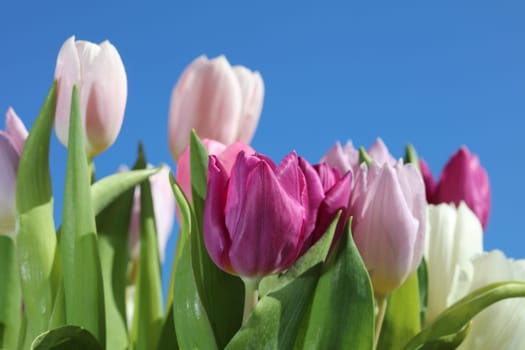 Spring Tulips