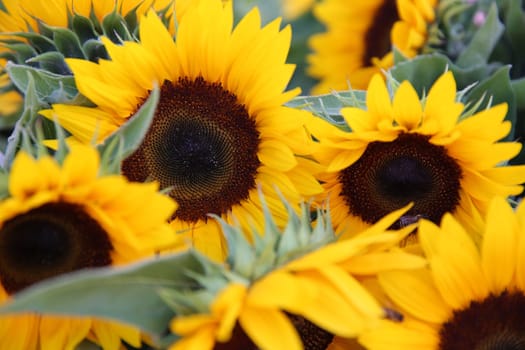 Bunch of Sunflowers on Market in Madrid. Spain