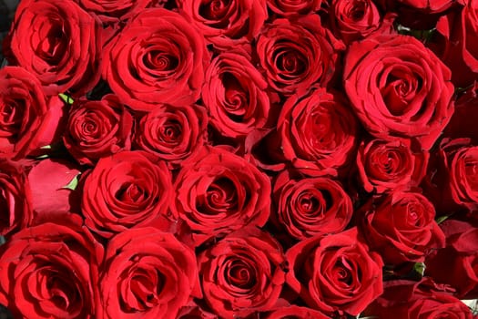 Bouquet of wonderful red Roses