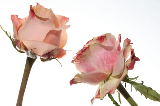 Rose against white Background