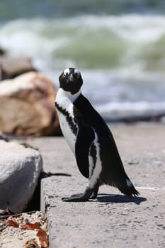 Jackass or African Penguin at Boulders Beach. South Africa
