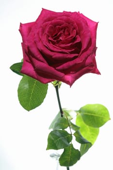 Rose against white Background