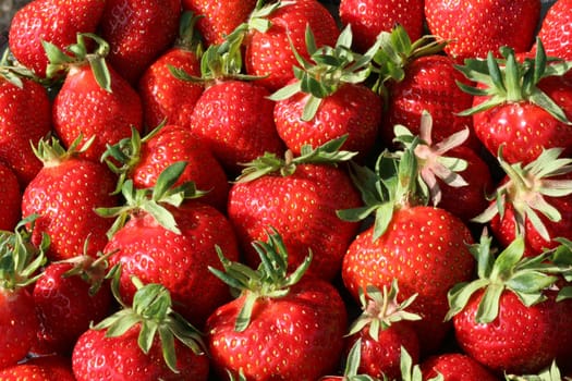 Fresh organic Strawberries