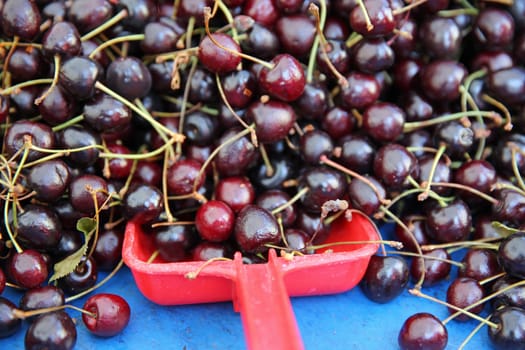 Fresh organic Cherries on Farmers Market