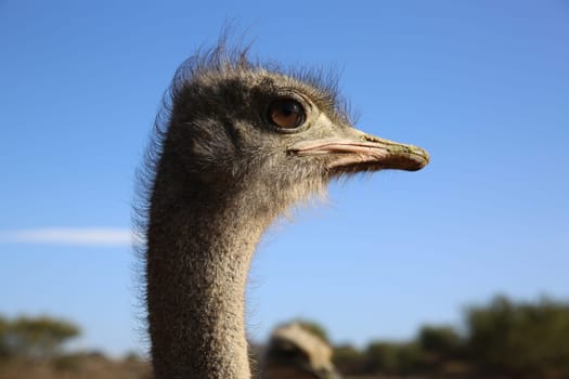 Female Ostrich in Oudtshoorn. South Africa