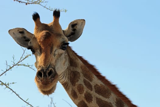 Giraffe in Etosha National Park. Namibia