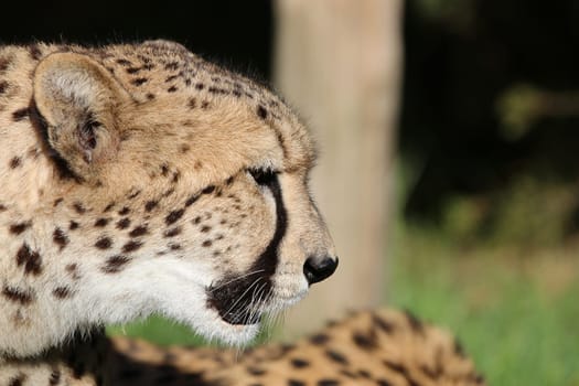 Cheetah in South Africa