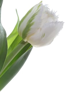 Tulip against white Background