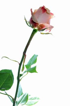 Rose against white Background
