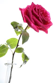 Rose against white Background
