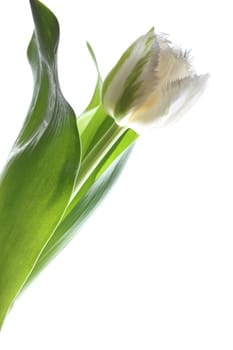 Tulip against white Background
