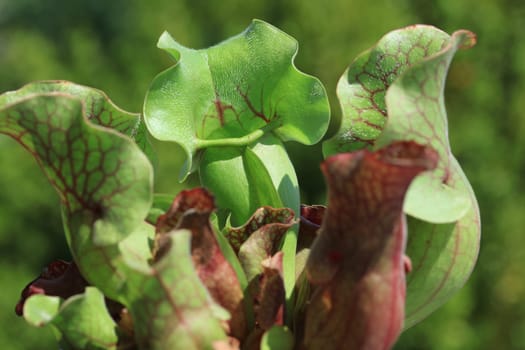 Trumpet pitcher (Sarracenia Sp.) - Carnivorous plant